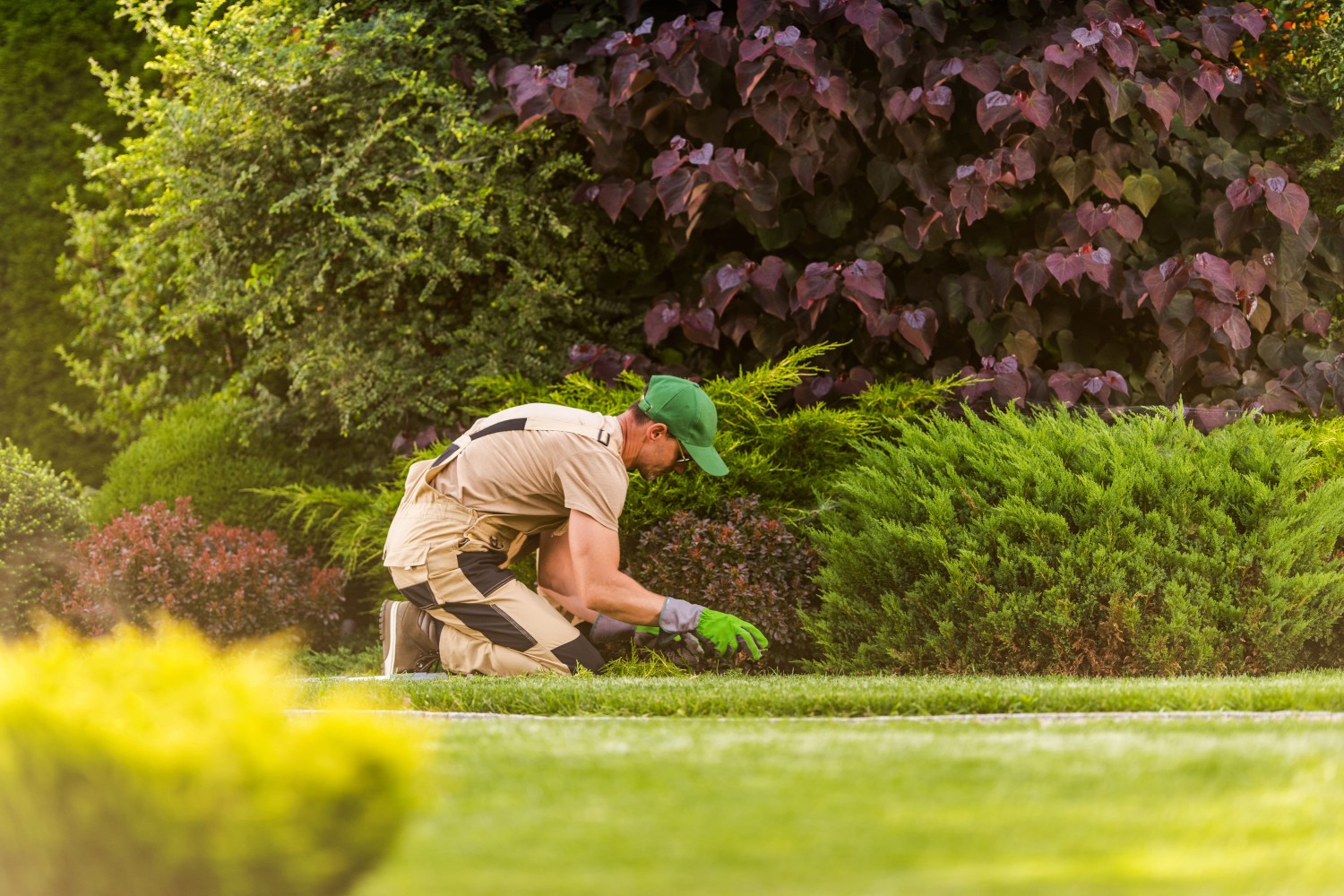 Gardener caring for plants